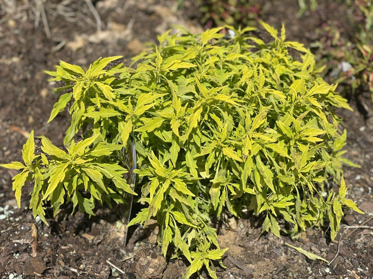 Coleus Flame Thrower Salsa Verde - View 11 from www redcrocus com
