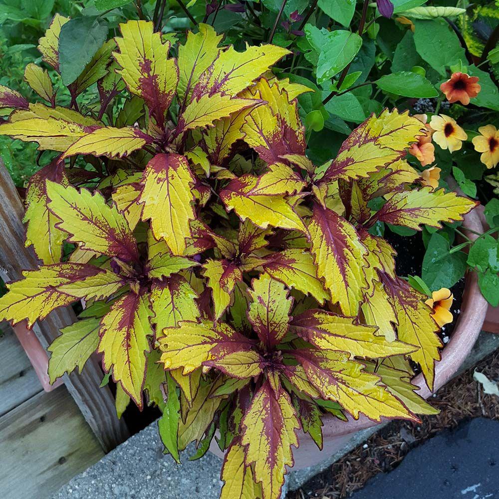 Coleus Flame Thrower Salsa Verde - View 12 from www redcrocus com