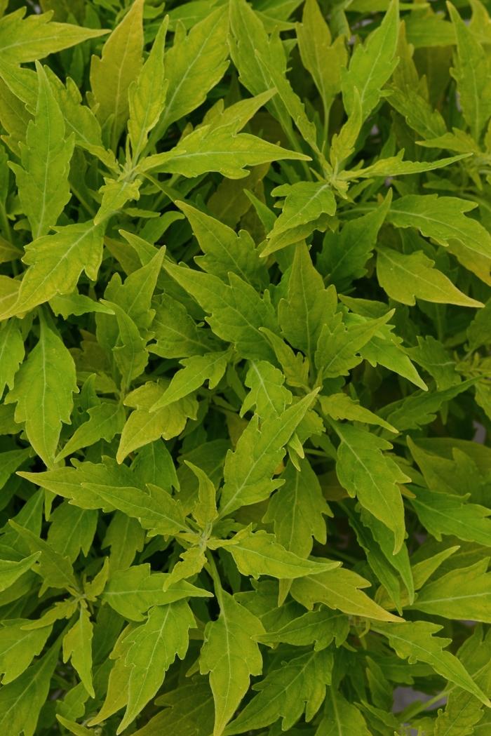 Coleus Flame Thrower Salsa Verde - View 13 from www redcrocus com