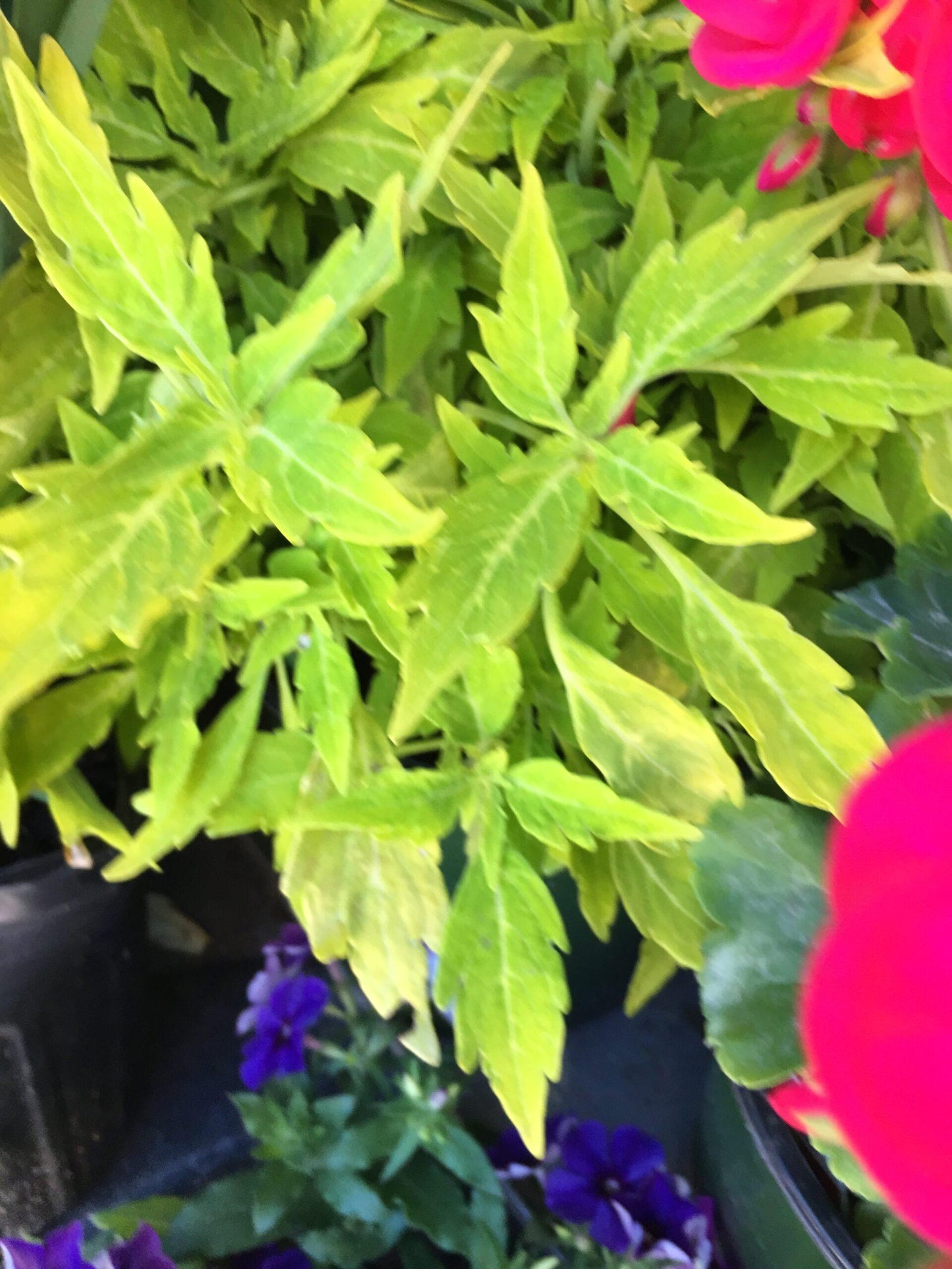 Coleus Flame Thrower Salsa Verde - View 14 from www redcrocus com
