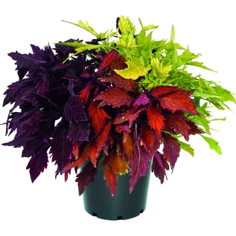 Coleus Flame Thrower Salsa Verde - View 15 from www redcrocus com