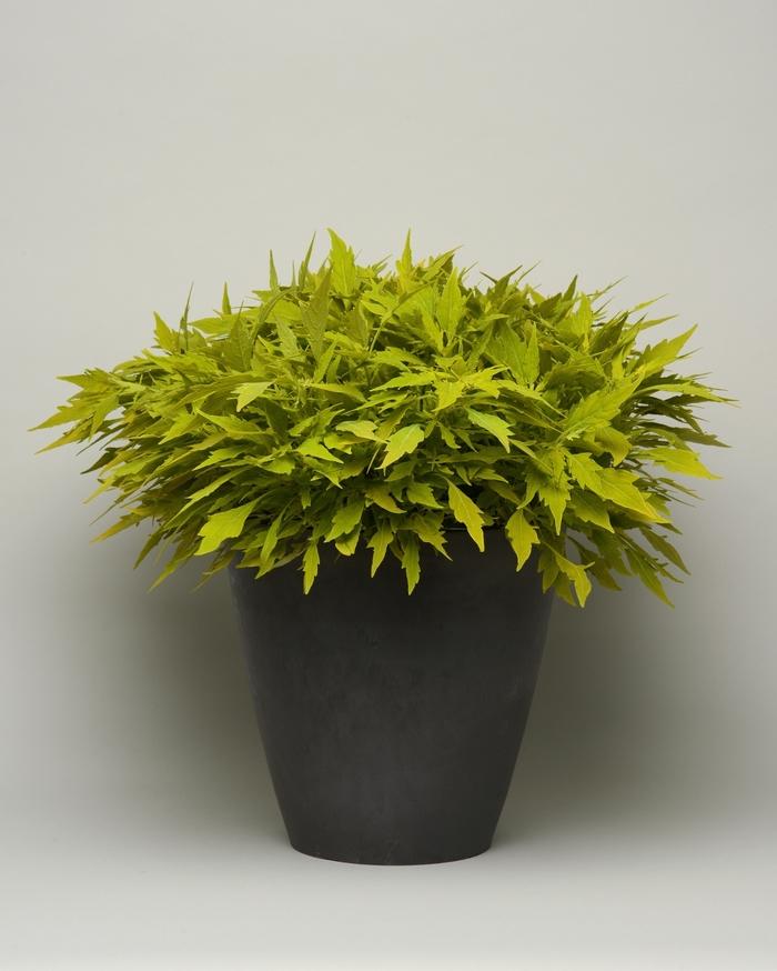 Coleus Flame Thrower Salsa Verde - View 16 from www redcrocus com