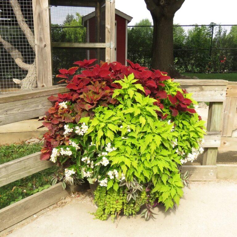 Coleus Flame Thrower Salsa Verde - View 2 from www redcrocus com