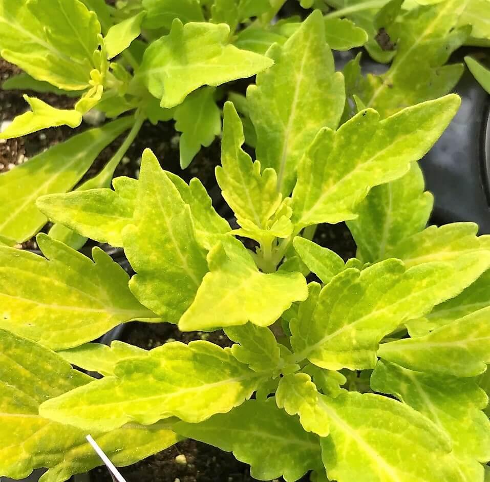 Coleus Flame Thrower Salsa Verde - View 3 from www redcrocus com