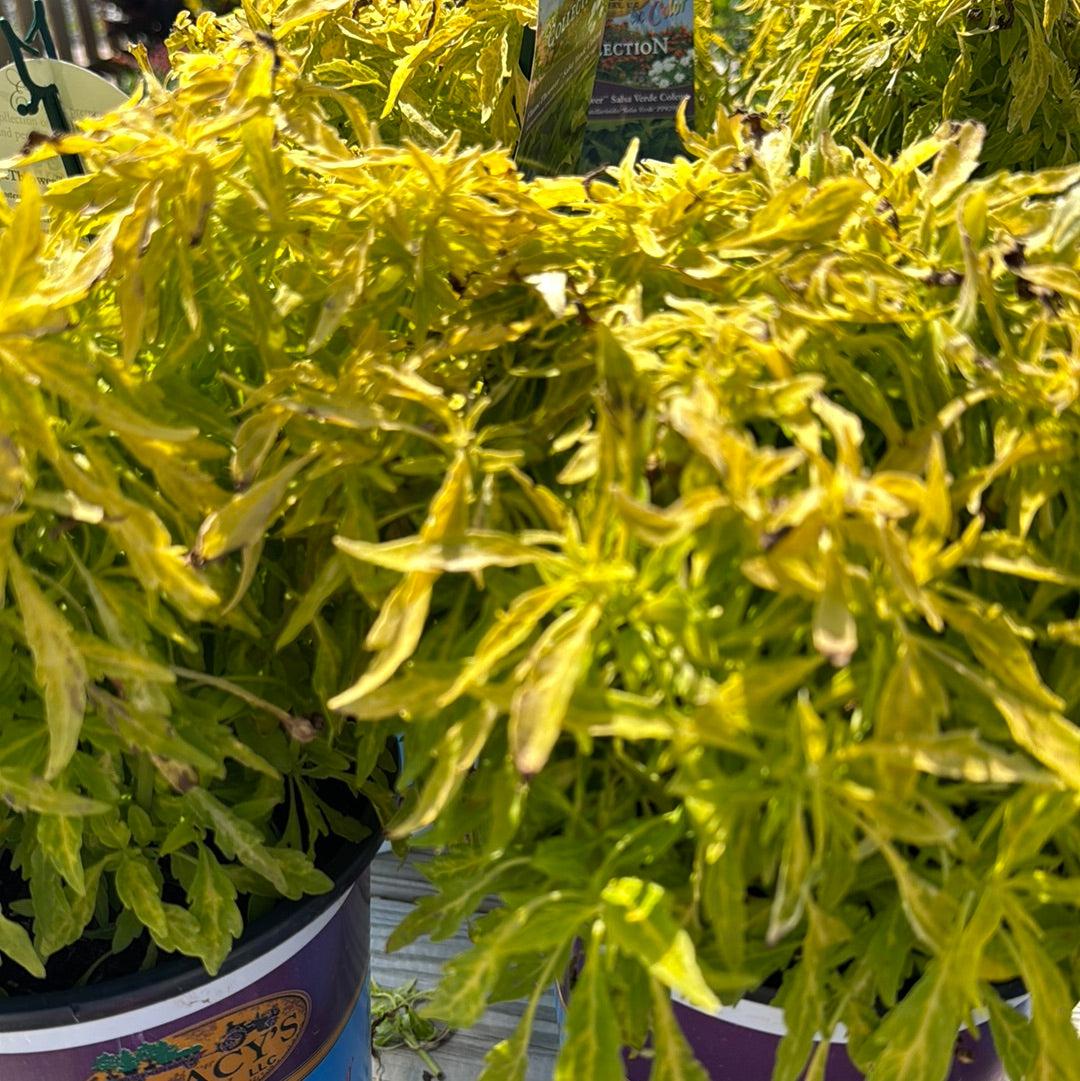 Coleus Flame Thrower Salsa Verde - View 4 from www redcrocus com