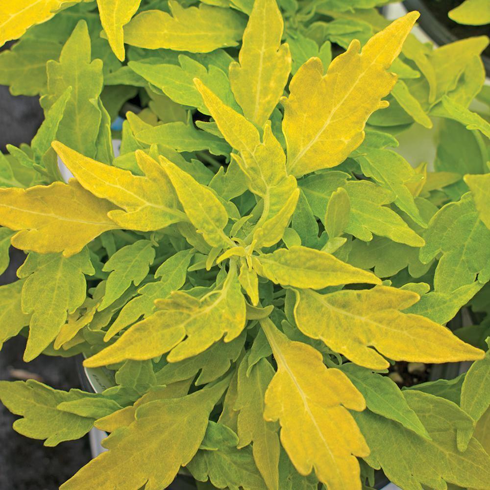 Coleus Flame Thrower Salsa Verde - View 5 from www redcrocus com