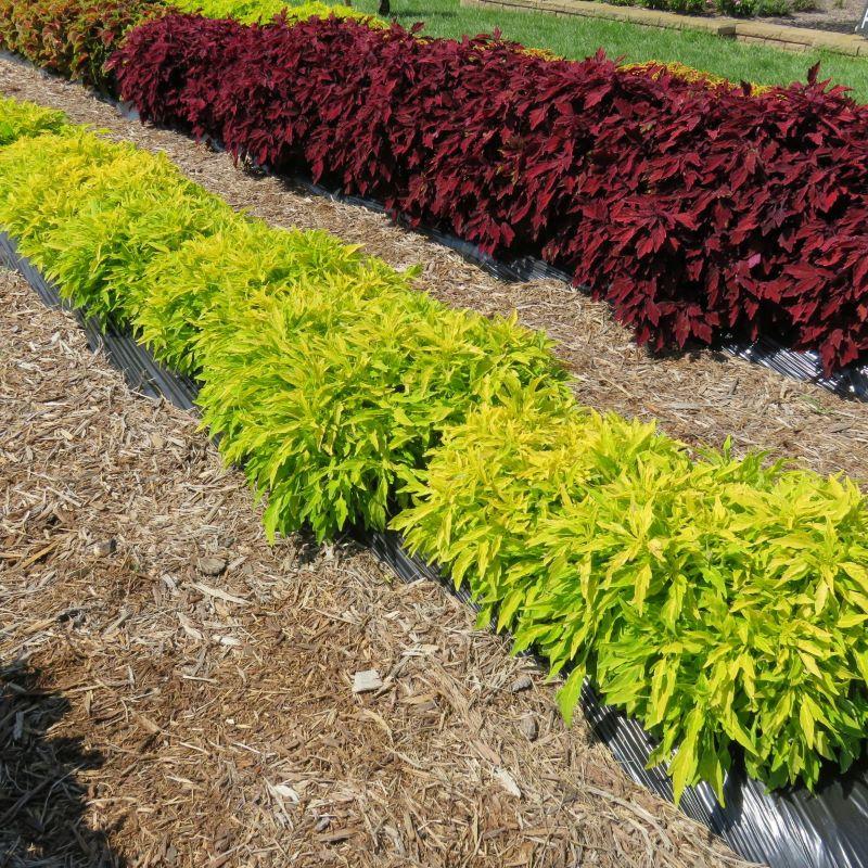 Coleus Flame Thrower Salsa Verde - View 6 from www redcrocus com