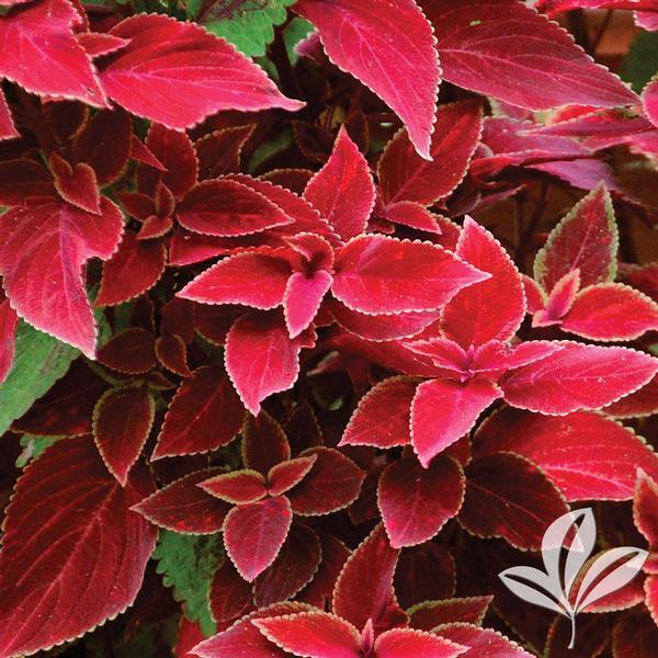 Coleus Flame Thrower Salsa Verde - View 8 from www redcrocus com