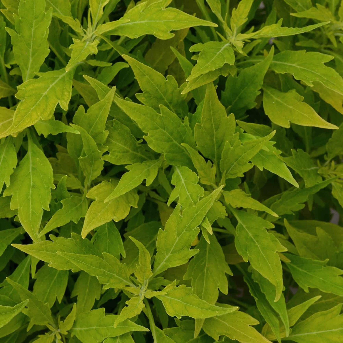 Coleus Flame Thrower Salsa Verde - View 9 from www redcrocus com
