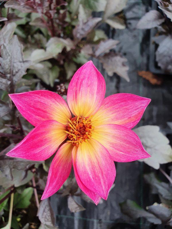 Dahlia Mystic Sparkler - View 10 from www redcrocus com
