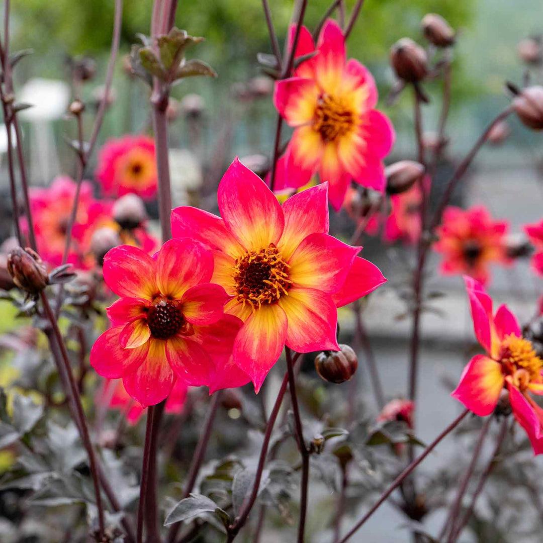 Dahlia Mystic Sparkler - View 13 from www redcrocus com