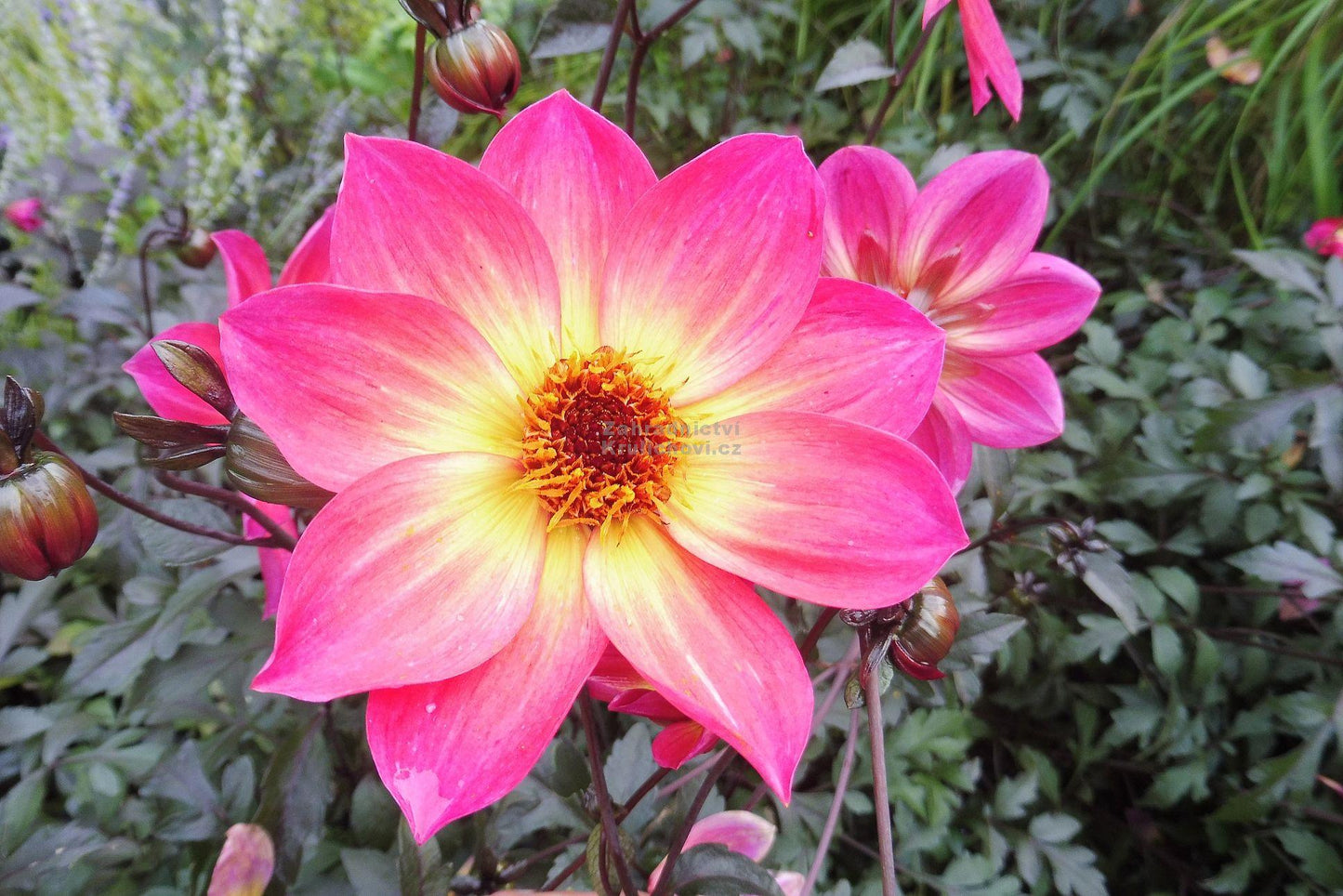 Dahlia Mystic Sparkler - View 18 from www redcrocus com
