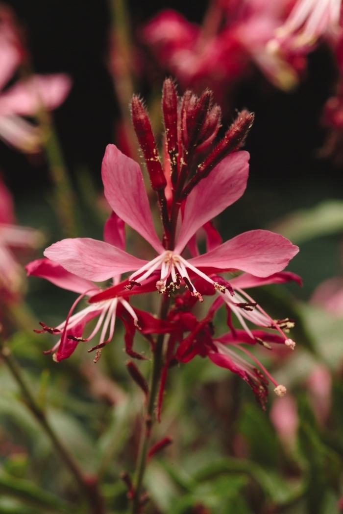 Gaura Lindheimeri Ballerina Rose - View 3 from www redcrocus com