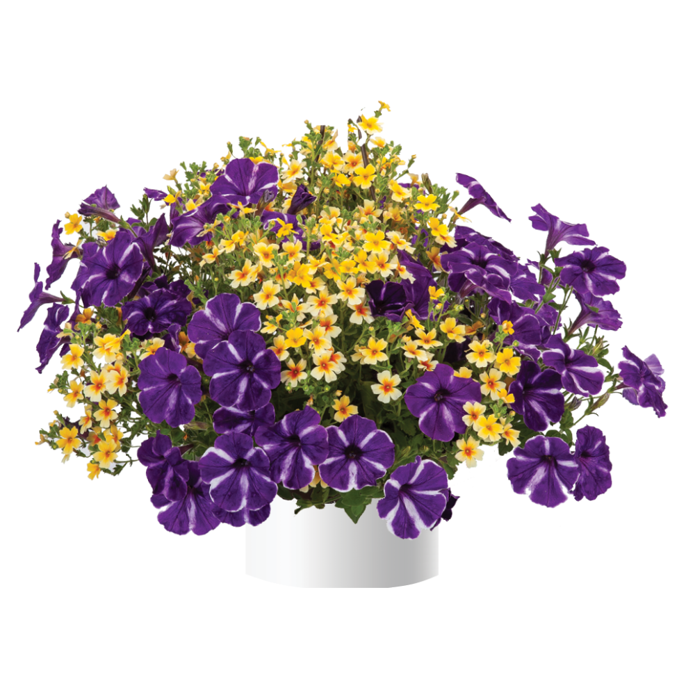Jamesbrittenia Stardom Goldstar - View 2 from www redcrocus com