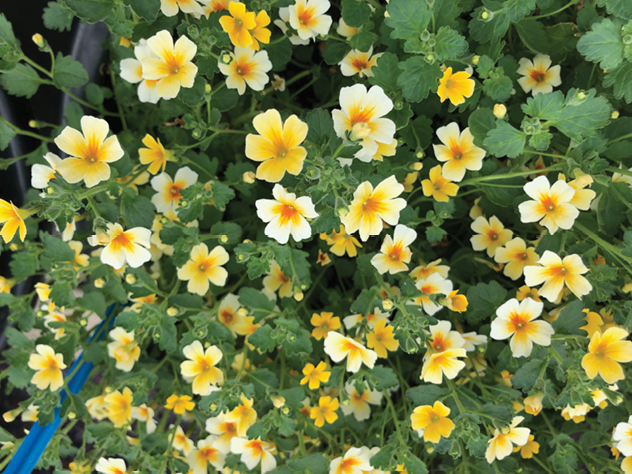 Jamesbrittenia Stardom Goldstar - View 6 from www redcrocus com