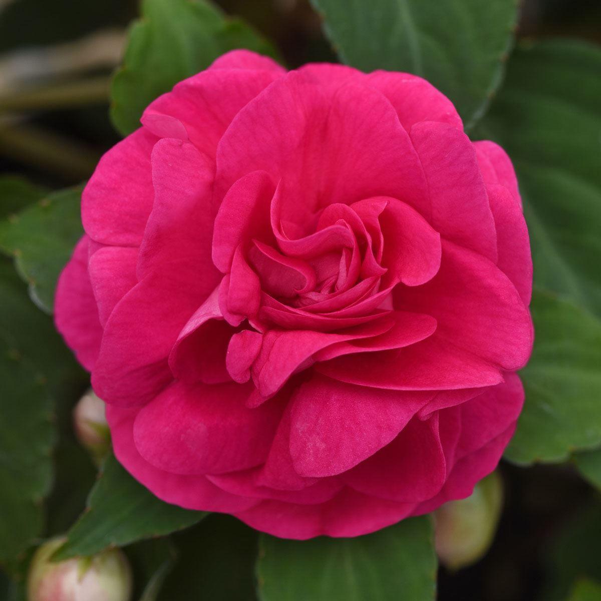 Impatiens Double Glimmer Hot Pink - View 2 from www redcrocus com