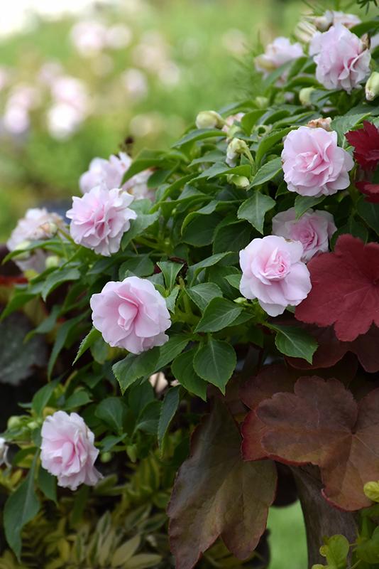 Impatiens Double Glimmer White - View 11 from www redcrocus com