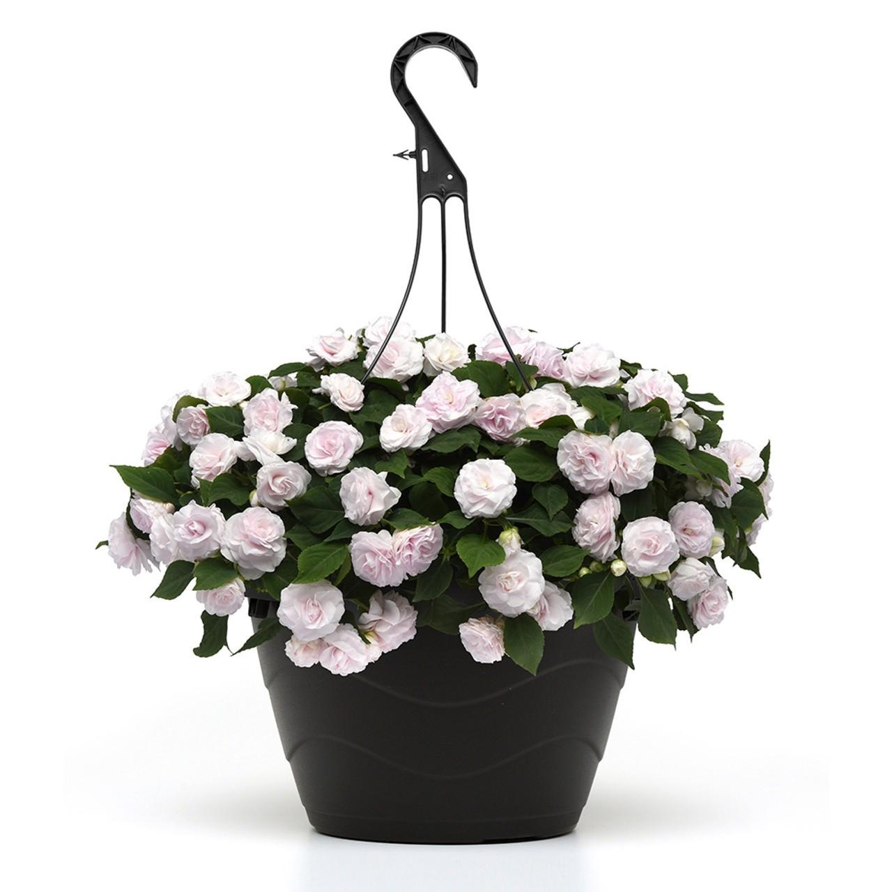 Impatiens Double Glimmer White - View 2 from www redcrocus com