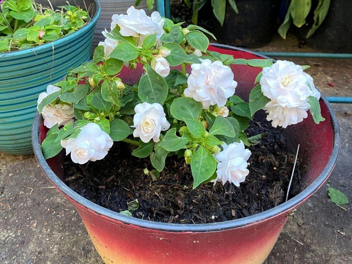 Impatiens Double Glimmer White - View 3 from www redcrocus com