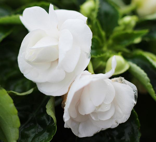 Impatiens Double Glimmer White - View 8 from www redcrocus com