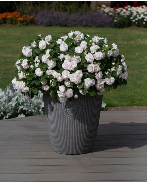 Impatiens Double Glimmer White - View 9 from www redcrocus com
