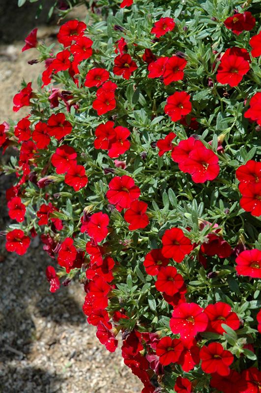Calibrachoa Colibri Bright Red - View 11 from www redcrocus com