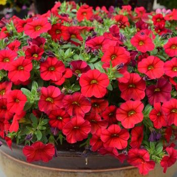 Calibrachoa Colibri Bright Red - View 12 from www redcrocus com