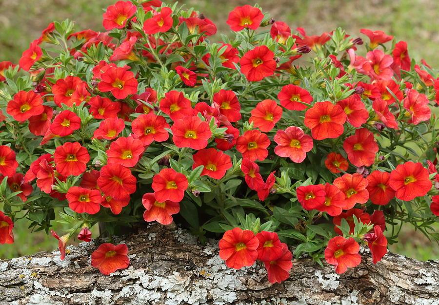 Calibrachoa Colibri Bright Red - View 13 from www redcrocus com