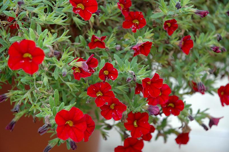 Calibrachoa Colibri Bright Red - View 14 from www redcrocus com