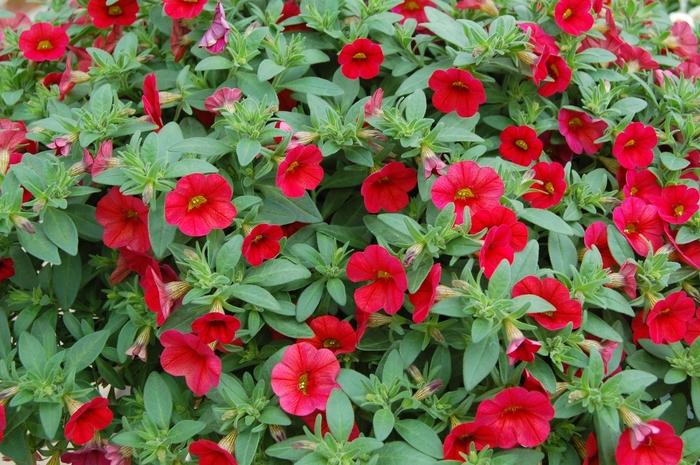 Calibrachoa Colibri Bright Red - View 15 from www redcrocus com