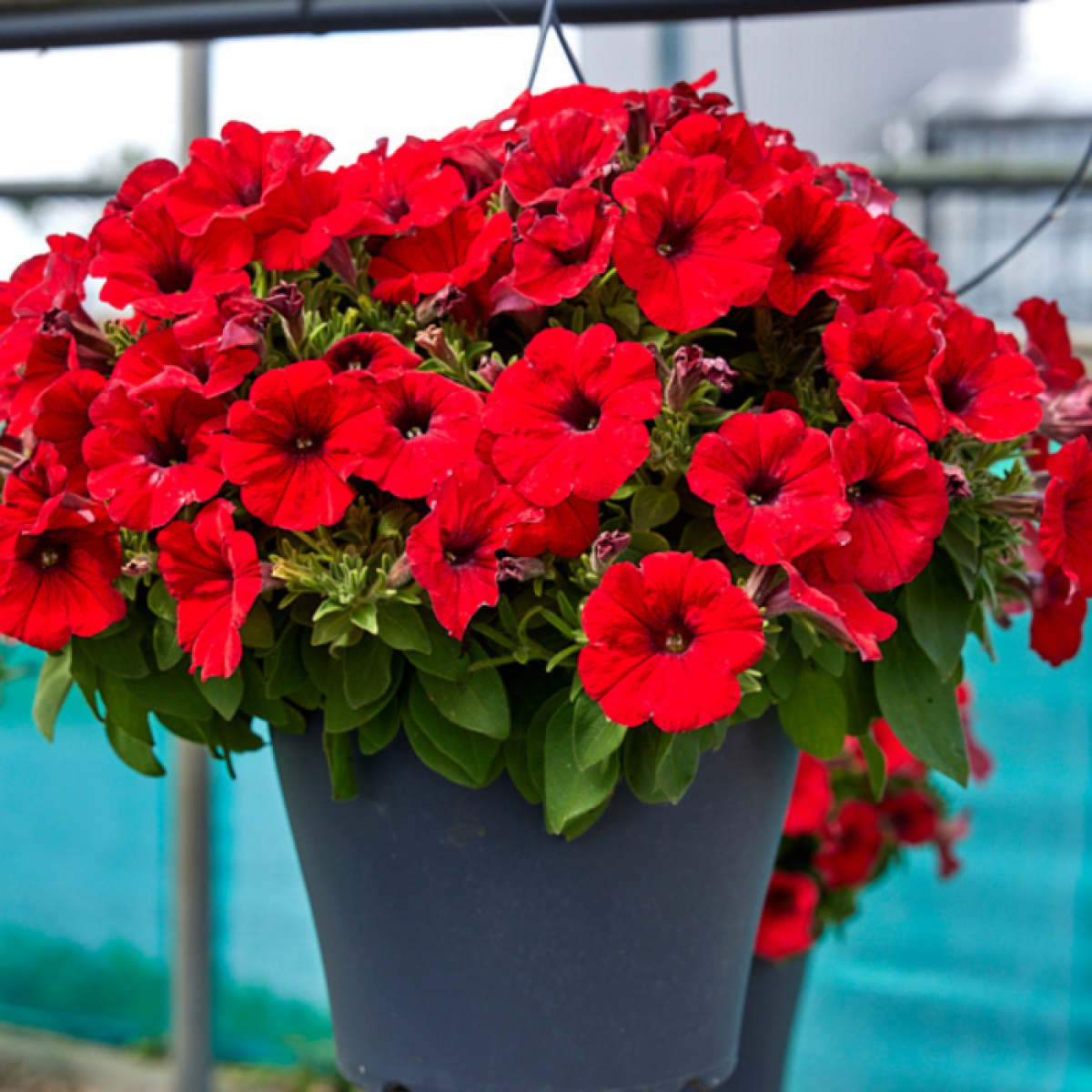 Calibrachoa Colibri Bright Red - View 2 from www redcrocus com