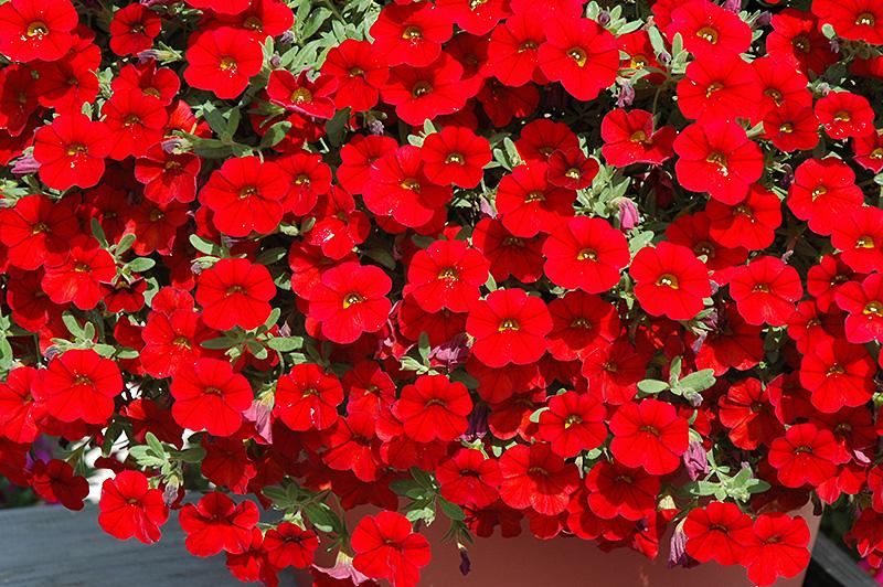 Calibrachoa Colibri Bright Red - View 3 from www redcrocus com