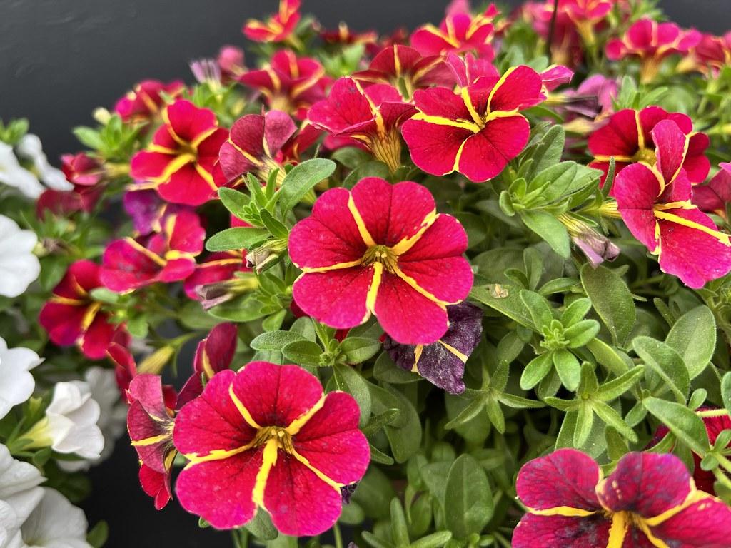 Calibrachoa Colibri Bright Red - View 4 from www redcrocus com