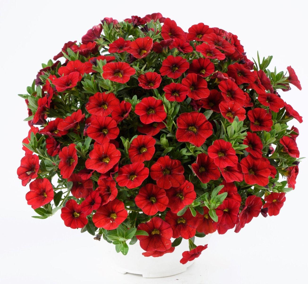 Calibrachoa Colibri Bright Red - View 5 from www redcrocus com