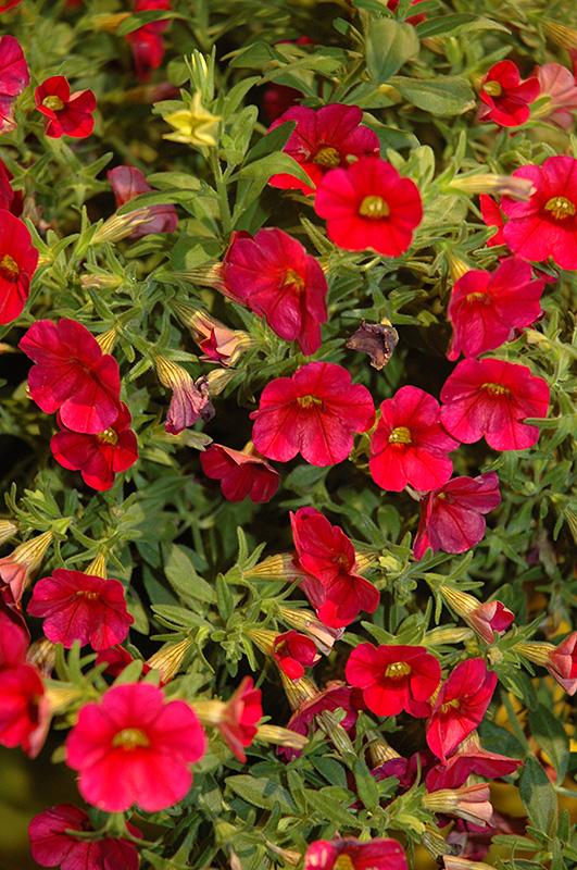 Calibrachoa Colibri Bright Red - View 6 from www redcrocus com