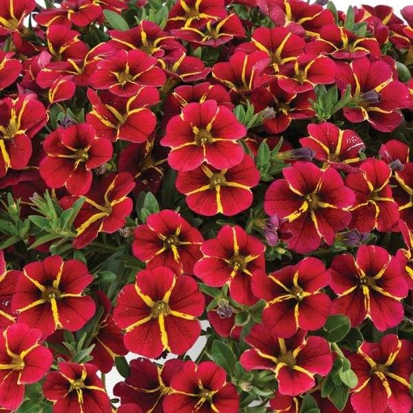 Calibrachoa Colibri Bright Red - View 7 from www redcrocus com