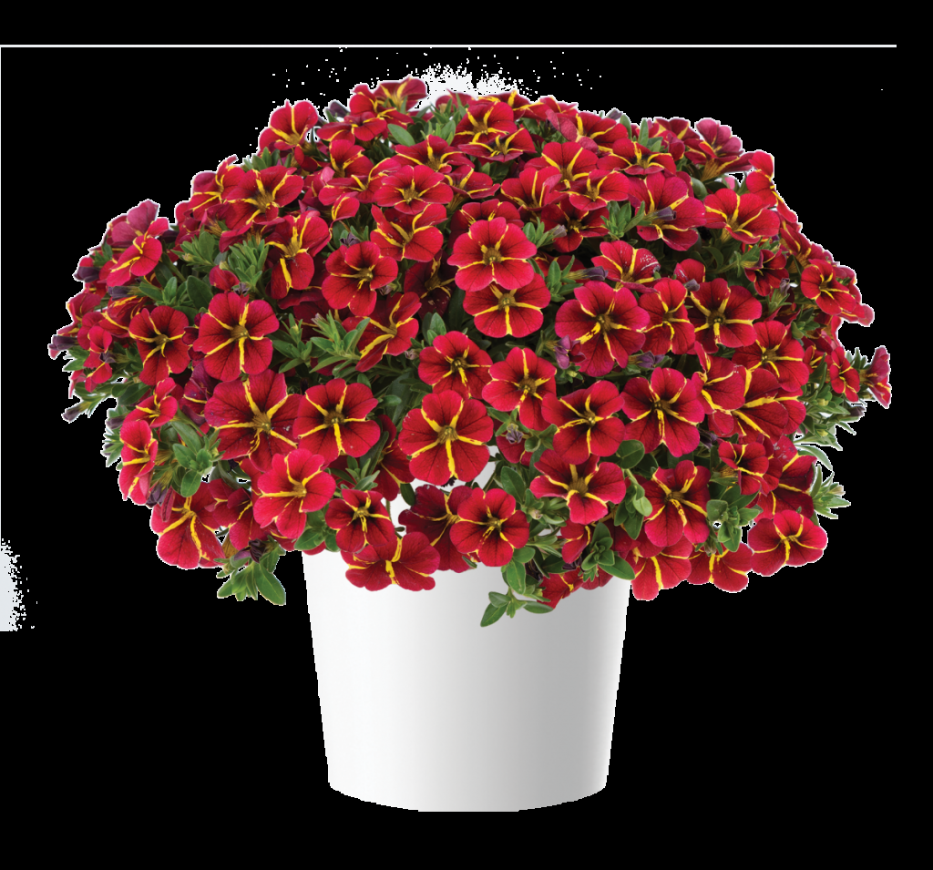 Calibrachoa Colibri Bright Red - View 8 from www redcrocus com