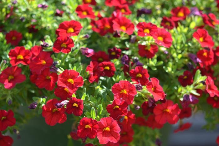 Calibrachoa Colibri Bright Red - View 9 from www redcrocus com