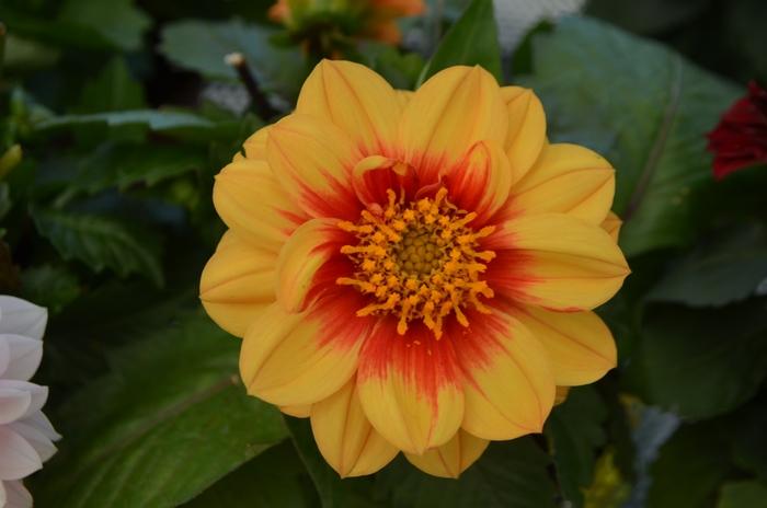 Dahlia Labella Medio Fun Golden Eye - View 7 from www redcrocus com