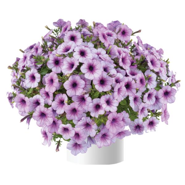 Petunia Capella Purple Vein - View 11 from www redcrocus com