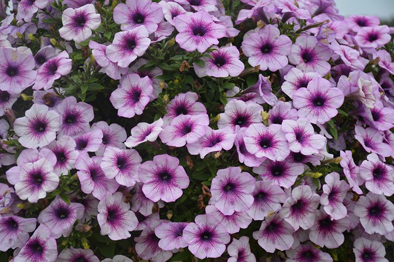 Petunia Capella Purple Vein - View 12 from www redcrocus com