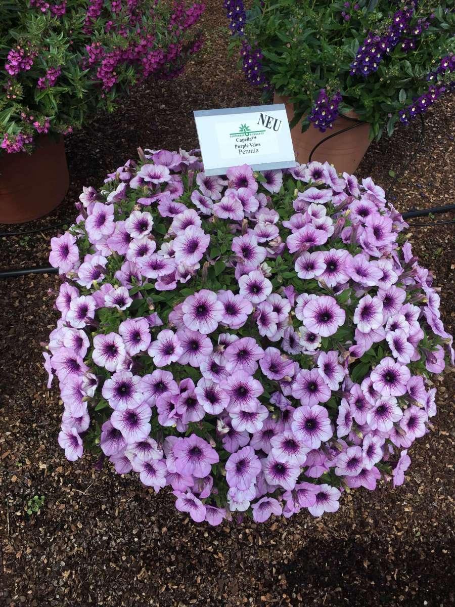 Petunia Capella Purple Vein - View 14 from www redcrocus com