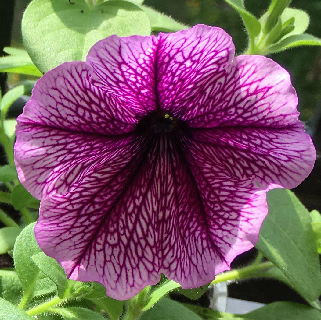 Petunia Capella Purple Vein - View 19 from www redcrocus com