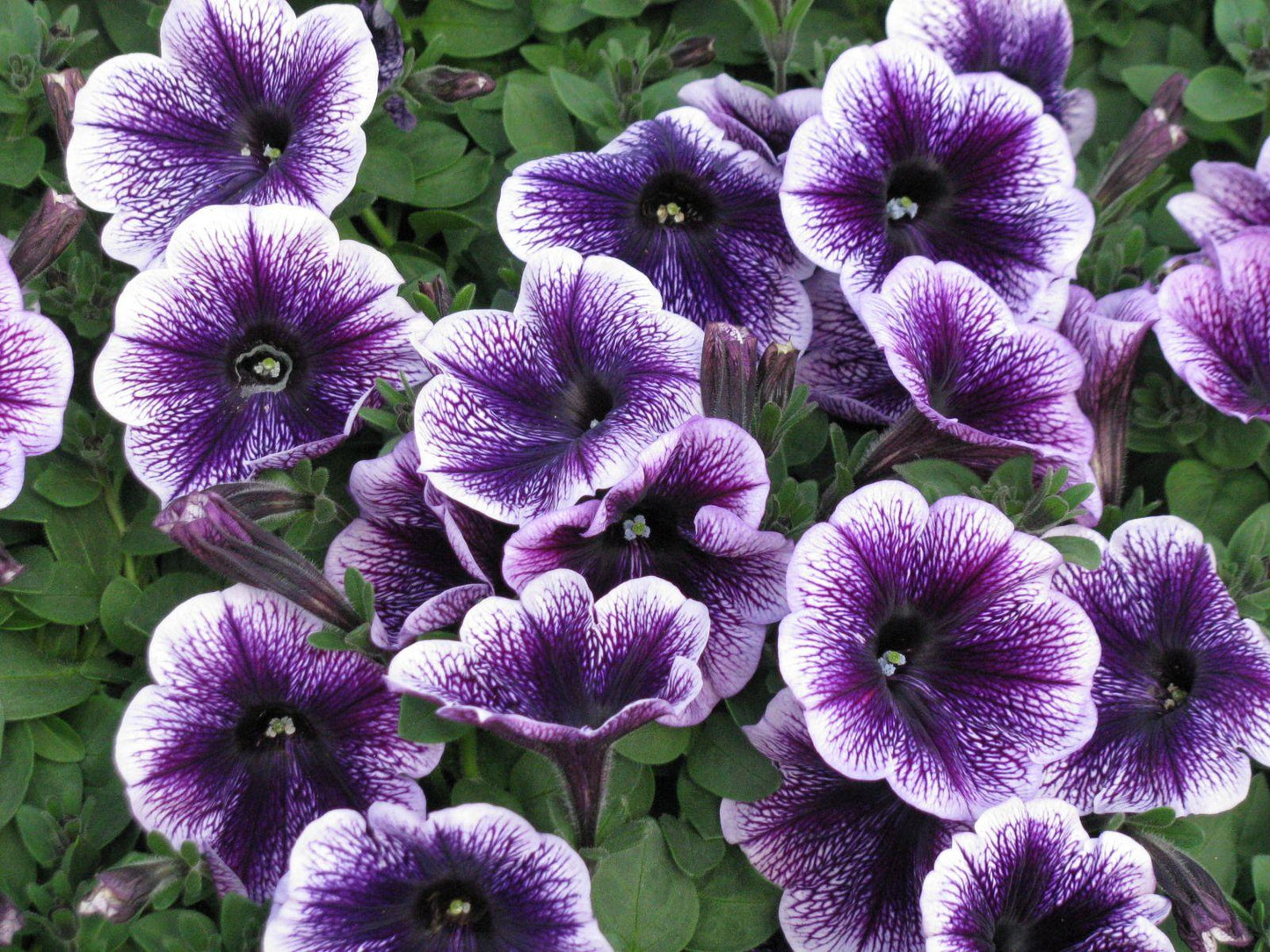 Petunia Capella Purple Vein - View 6 from www redcrocus com