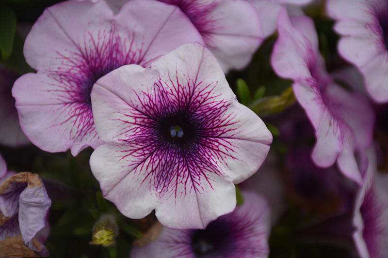 Petunia Capella Purple Vein - View 9 from www redcrocus com