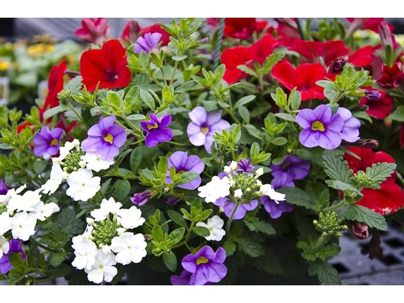 Annual, Assorted - View 10 from www redcrocus com