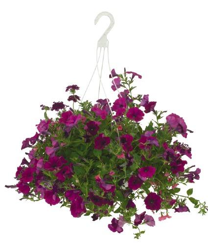 Annual, Assorted - View 14 from www redcrocus com