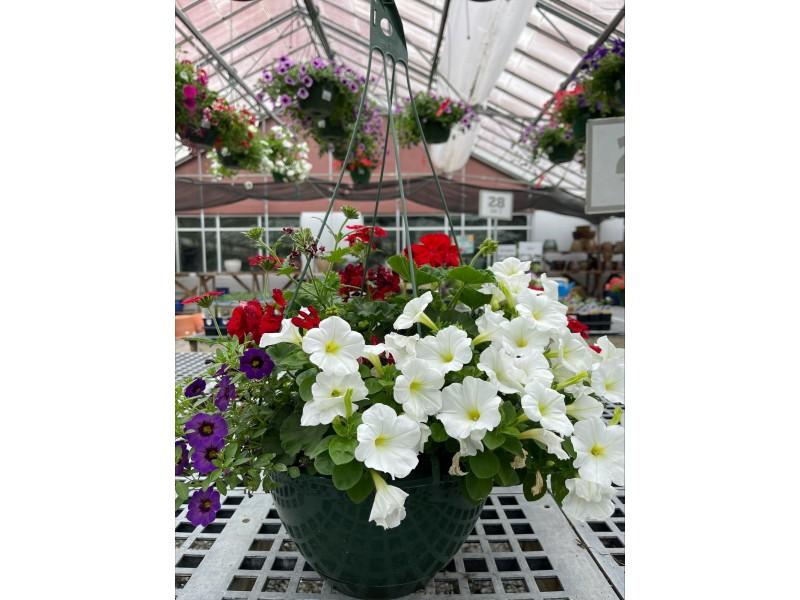 Annual, Assorted - View 16 from www redcrocus com