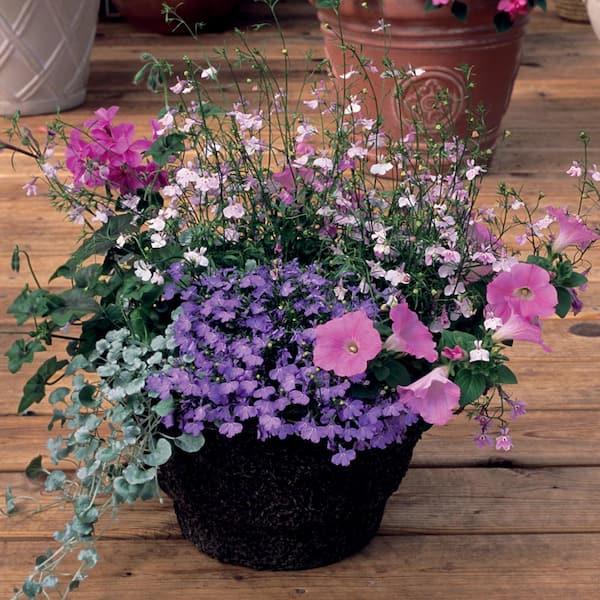 Annual, Assorted - View 17 from www redcrocus com