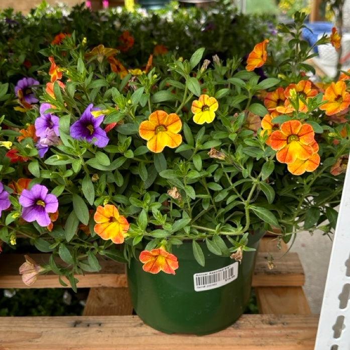 Annual, Assorted - View 5 from www redcrocus com